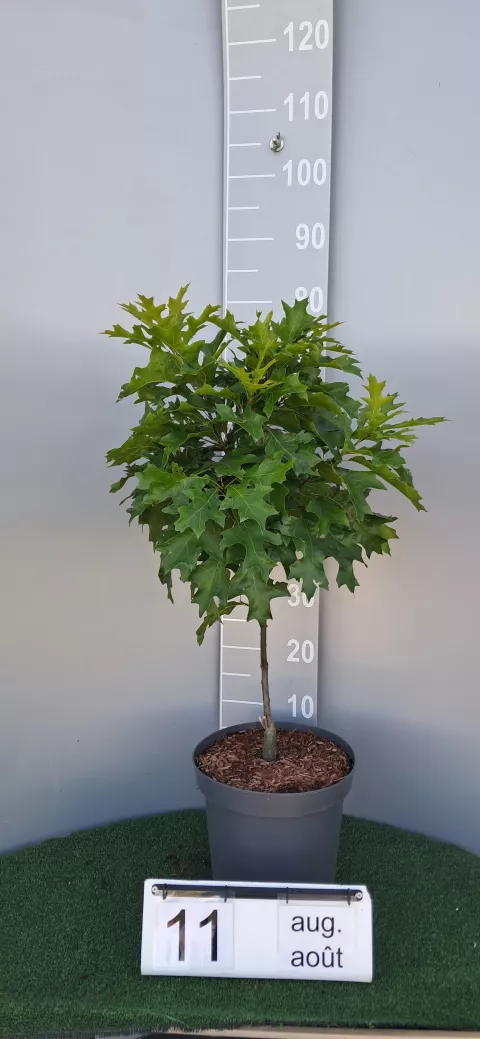 Quercus palustris 'Isabel'