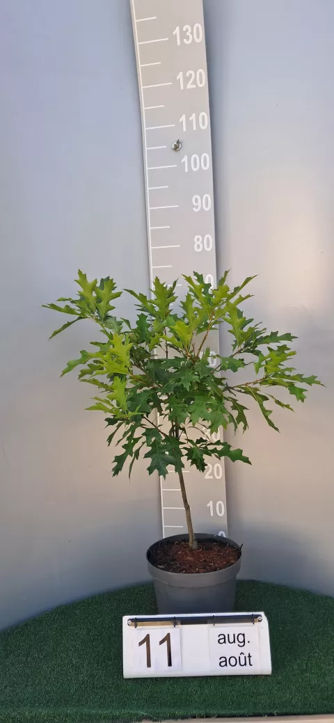 Quercus palustris 'Isabel'