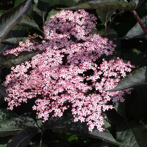 Sambucus nigra 'Black Beauty' ® 'Gerda'