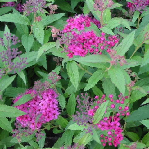 Spiraea jap. 'Anthony Waterer'