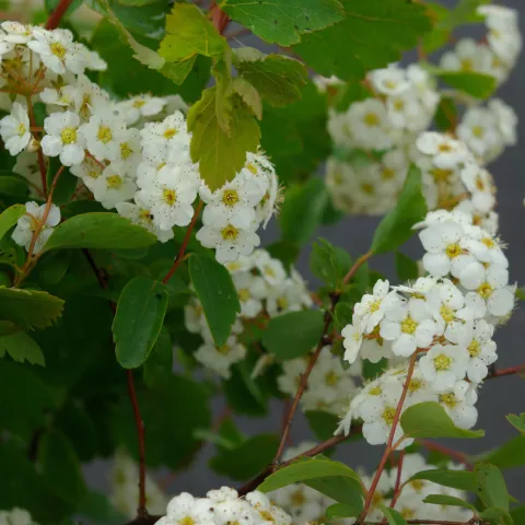 Spiraea vanhouttei