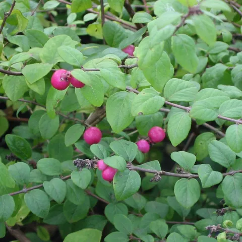 Symphoricarpos chen. 'Hancock'