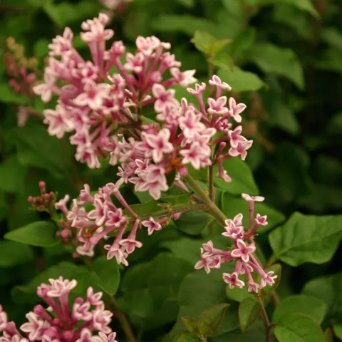 Syringa meyeri 'Josée'