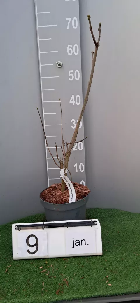 Syringa vulgaris 'Mme Lemoine'