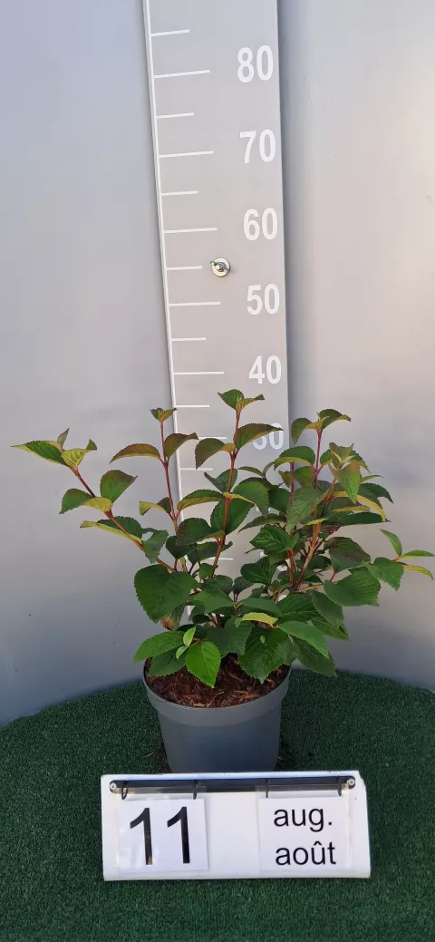 Viburnum plicatum 'Opening Day' ®