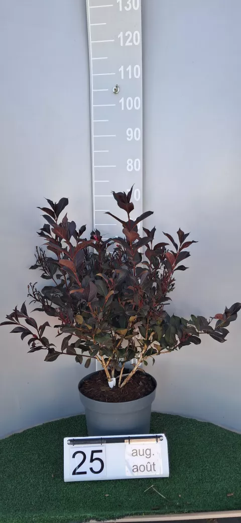 Weigela flor. 'Alexandra' ®