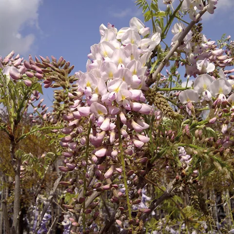Wisteria brachybotrys 'Shiro-Beni'
