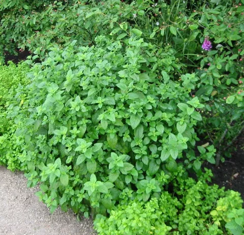 Melissa officinalis