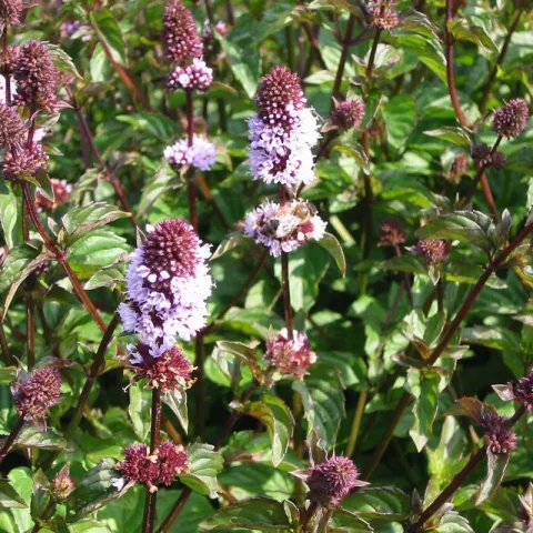 Mentha pip. f. citr. 'Lime'
