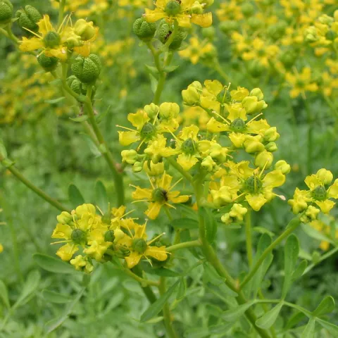 Ruta graveolens