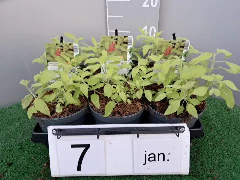 Salvia elegans 'Golden Delicious'