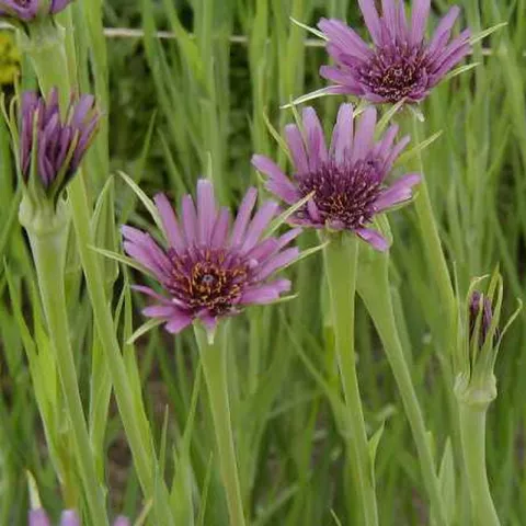 Tragopogon porrifolius