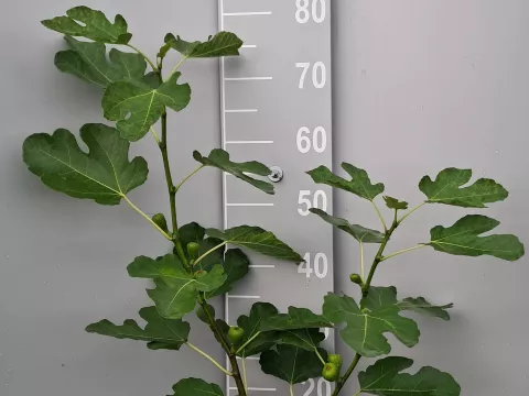 Ficus carica 'Terza'