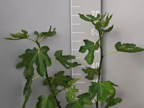 Ficus carica 'Violette d'Argenteuil'