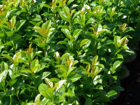 Prunus laurocerasus 'Ani' ®