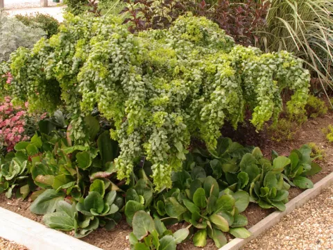 Robinia pseudo. TWISTY BABY ® 'Lace Lady'