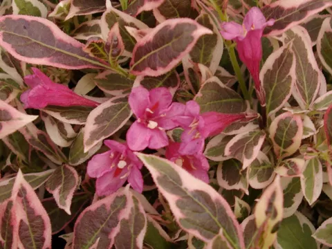 Weigela flor. MONET ® 'Verweig'